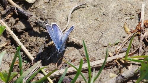 Réf. 204 075 : Cyaniris semiargus